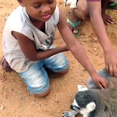 Il lemure ama i grattini sulla schiena ecco come li chiede ai bambini