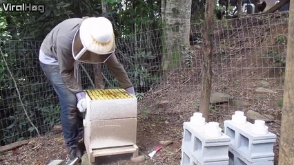 Cet apiculteur renverse une ruche et se fait attaquer par des abeilles