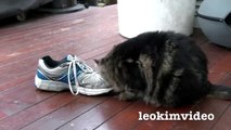 Fluffy Pussy Cat Loves Stinking Shoe  ❤️ -3q
