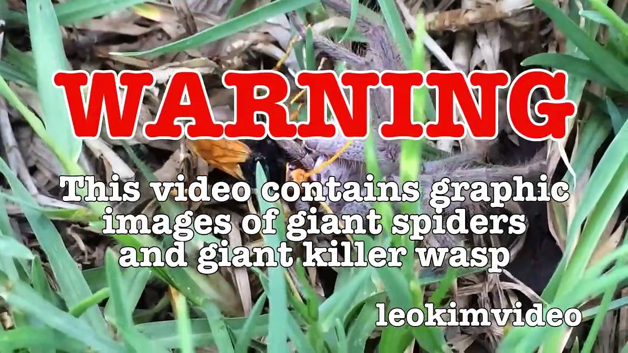 Spider Wasp Kills Giant Spider Aliens In Nature Scary Spider Control-n2A