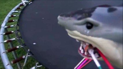 Sharks vs Bottle Rockets 'Toy Shark Lighting Fireworks'-3N1wzV