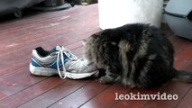 Fluffy Pussy Cat Loves Stinking Shoe  ❤️ -3qIzT
