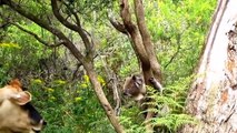 Cute Koalas Playing  Funny Koala Bear nny Pets]