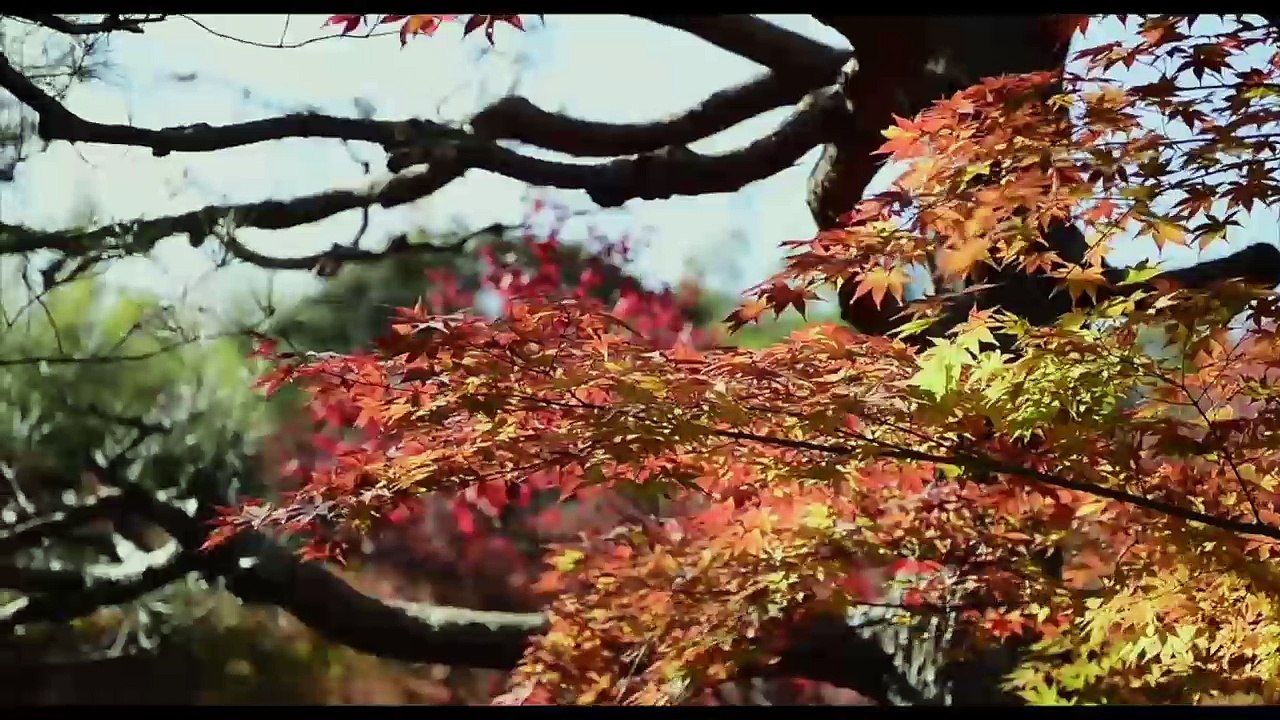 Kyoto Highlights