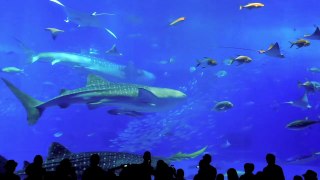 Ausschnitt vom Churaumi Aquarium (Japan)