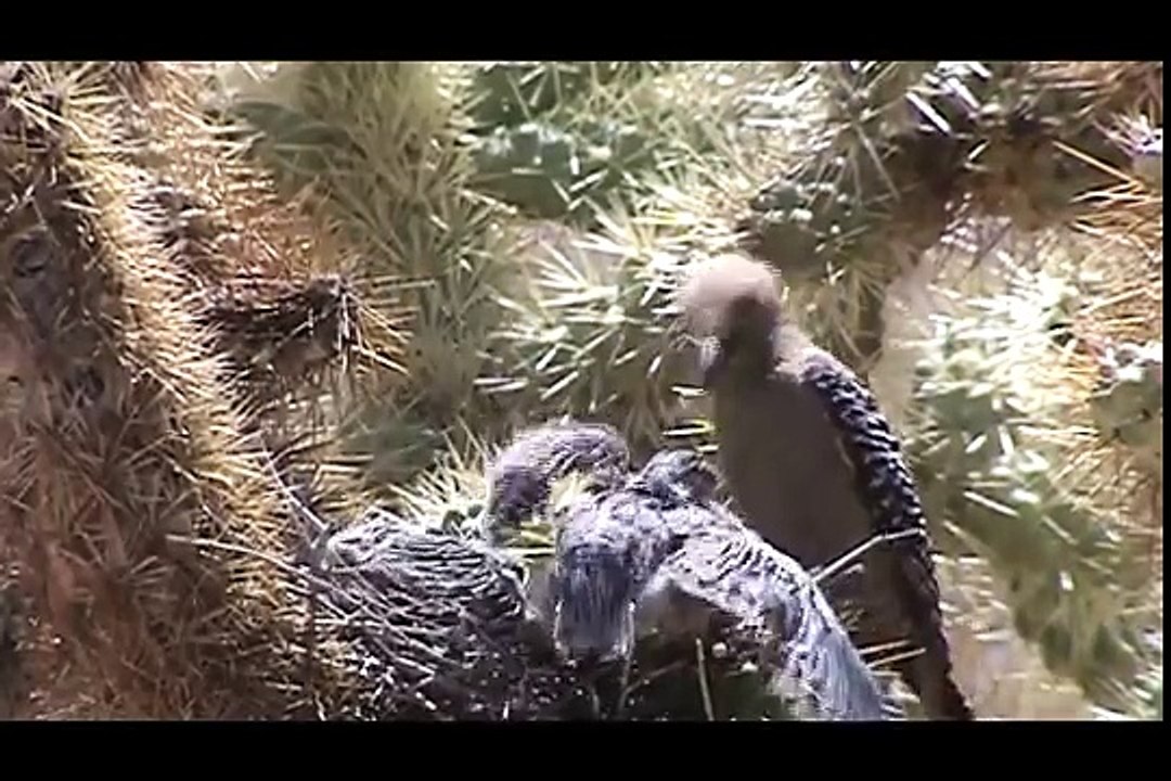 Un pic des saguaros mange la cervelle de deux poussins tourterelles