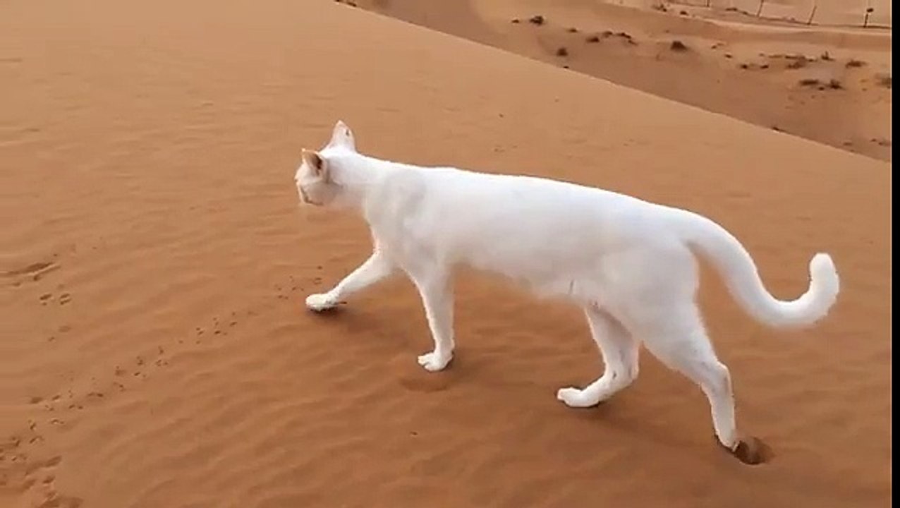 Les pattes arrière du chat se posent au même endroit que les pattes avant