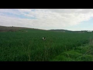 Cute Pooch Has Gone Hopping Mad