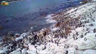 African Penguins with cute Chicks-xjvm0qp