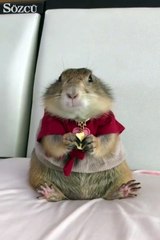 Kimse bu kadar tatlı yemek yiyemez