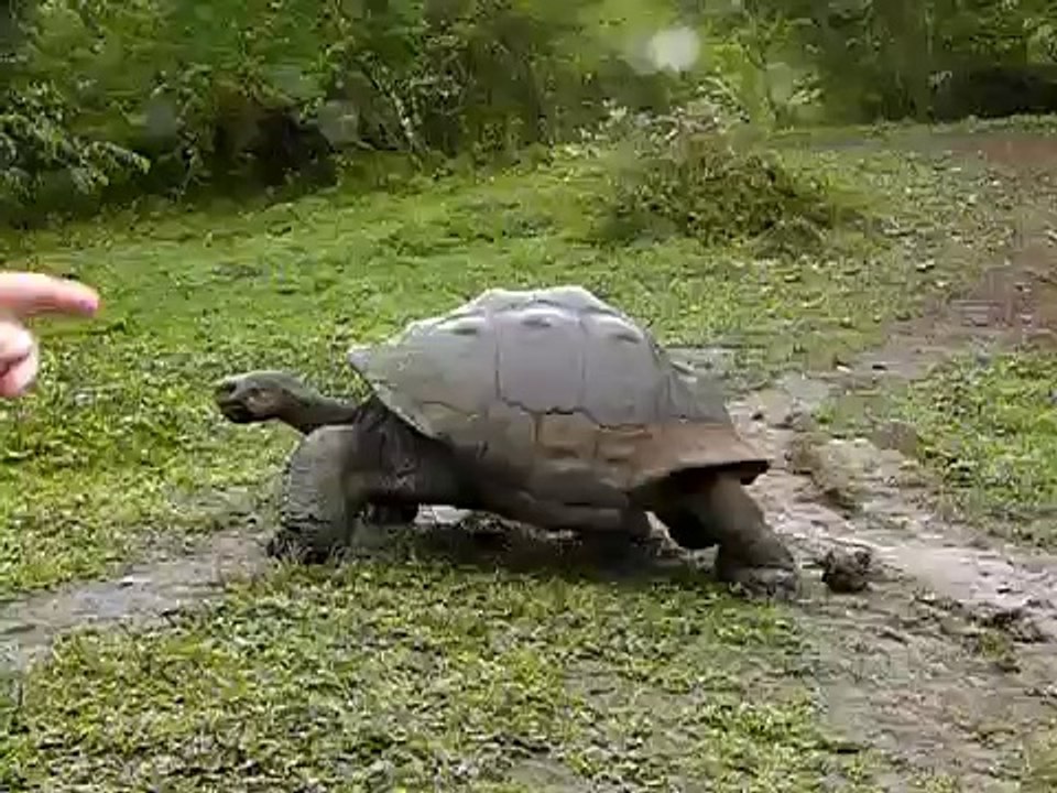 Riesenschildkröte Galapagos (Santa Cruz)-13bRMnQnFyA