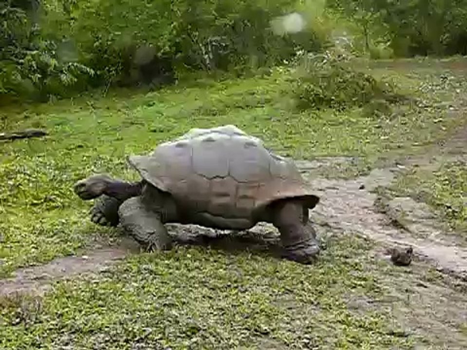 Riesenschildkröte Galapagos (Santa Cruz)-13bRMnQnFyA