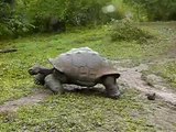 Riesenschildkröte Galapagos (Santa Cruz)-13bRMnQnFyA