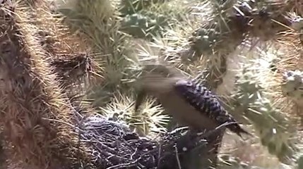 Video herunterladen: Nature cruelle, ce pic de Saguaros vient dévorer la cervelle de deux poussins tourterelles