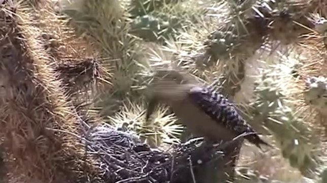 Nature cruelle, ce pic de Saguaros vient dévorer la cervelle de deux poussins tourterelles