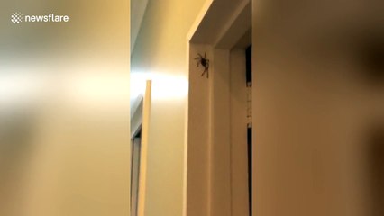 Australian resident confronts huge spider in his home