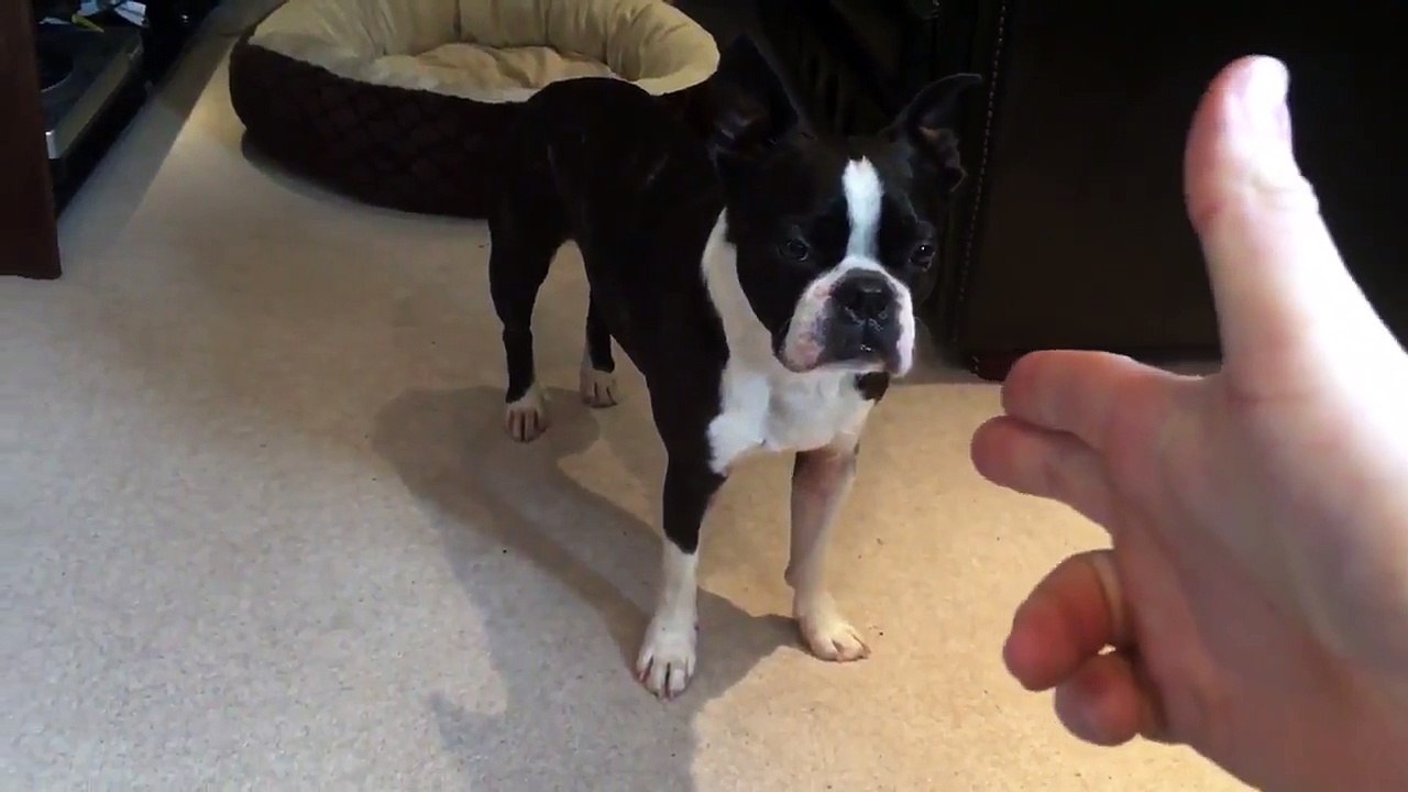 Ce chien fait trop bien le mort sur commande.. PAN !