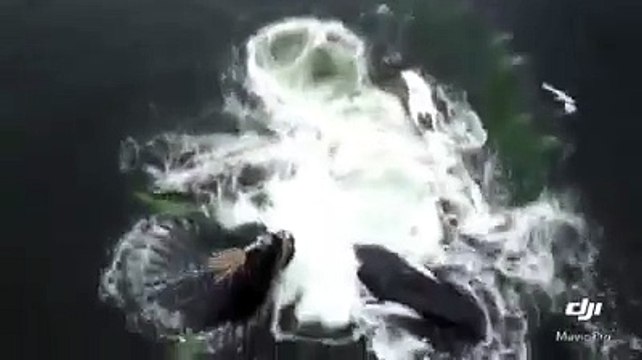 Ces baleine se nourrissent en encerclant un banc de poissons !