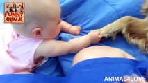 Babies Really Love Golden Retriever Dog - Los bebés realmente aman el perro del golden retriever