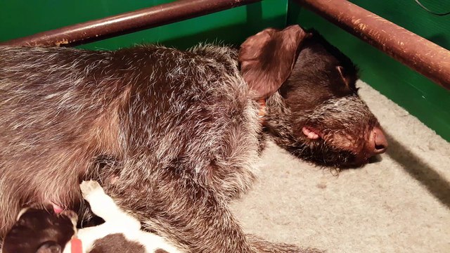 Lana du Domaine de Bussy et ses bébés - Portée du 14 Mai 2017