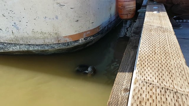Sea lion drags girl into Steveston waters