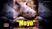 Zoos Newborn Black Rhino Loves Getting Its Nose Scratched