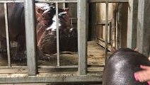 Cincinnati Zoo's Baby Hippo Spending More Time with Parents