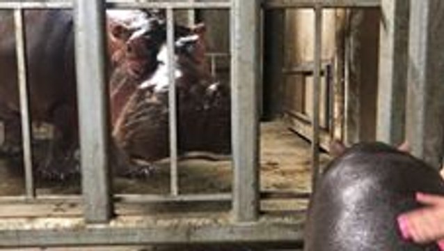 Cincinnati Zoo's Baby Hippo Spending More Time with Parents