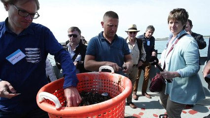 Les moules de Zélande