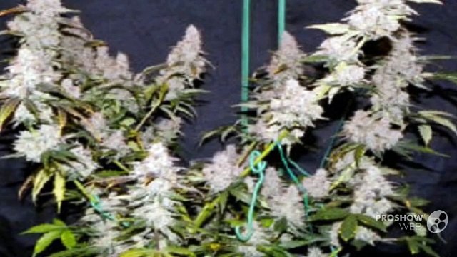 Sensible Seeds Honey Trap Seeds - Sensible Seeds Premium