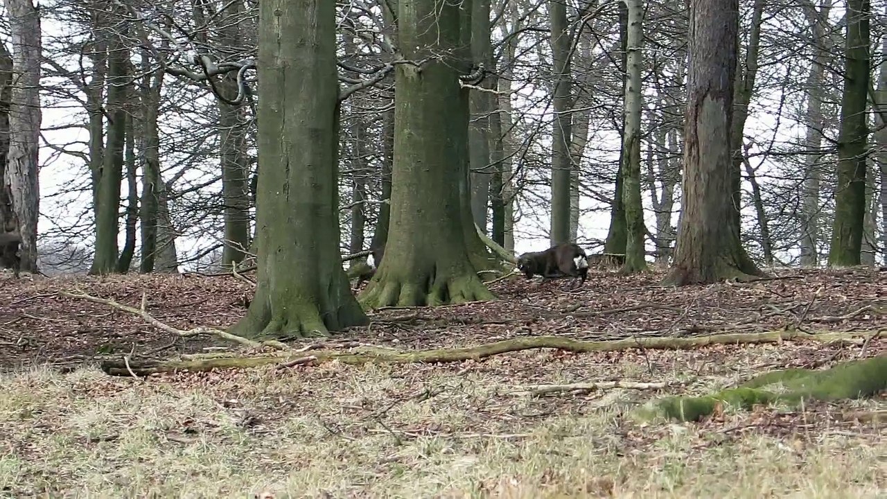 Deer Fight