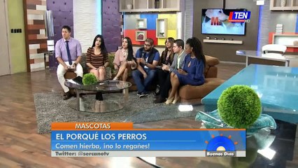 El porqué los perros comen hierba ¡No lo regañes!