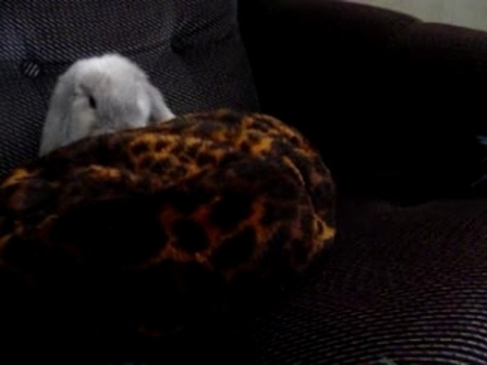 Bailey is fond of cushions