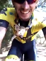 Ce petit chaton adore la vitesse