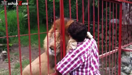 Funny Owls And Cute Owl Vid