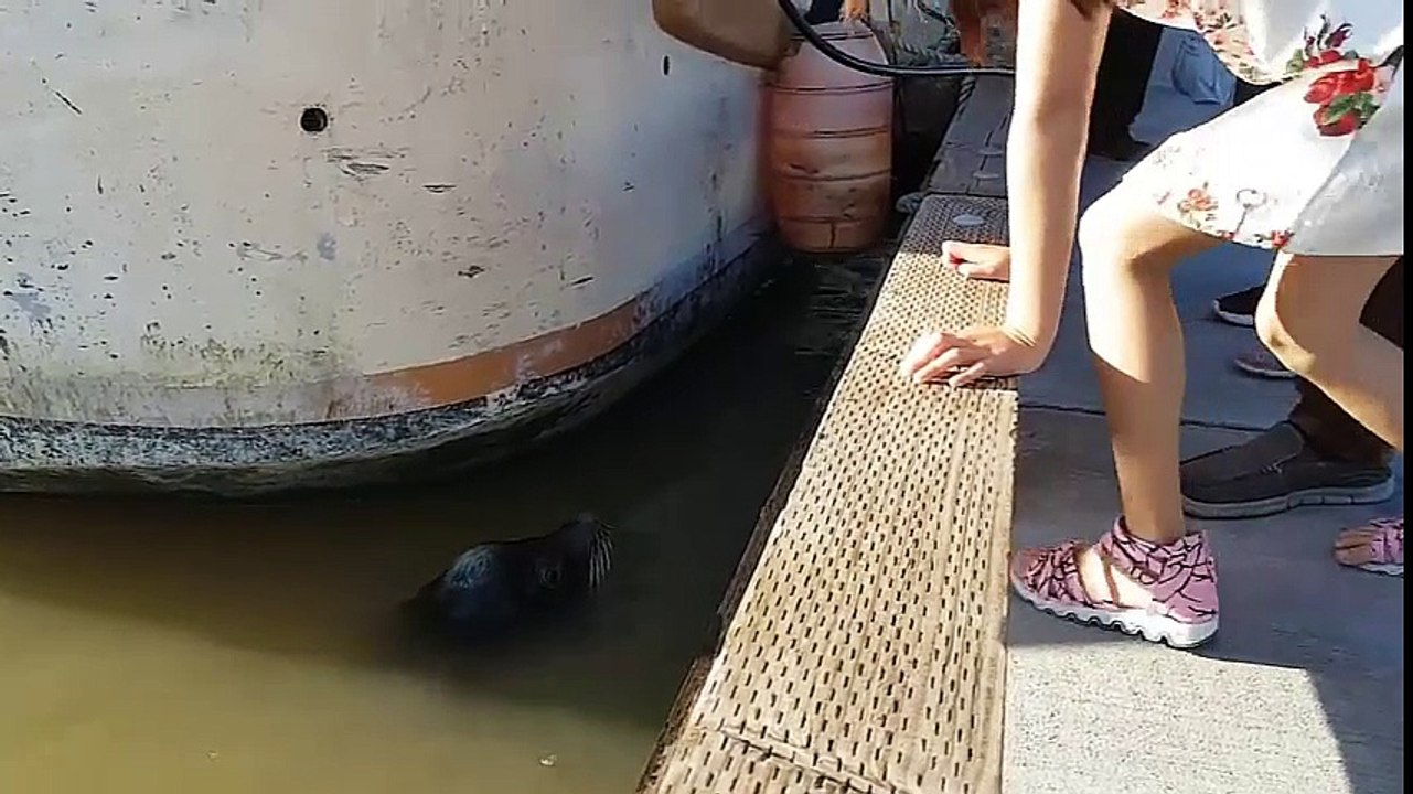 Leon Marino Ataca a Niña y la sumerge al mar