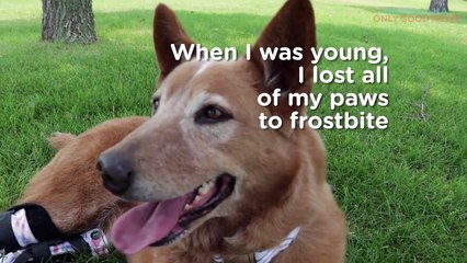 Nakio The Bionic Dog Inspires Book "Stubby and his Magic Boots"