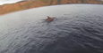 Man Encounters Dolphins While Paddleboarding With His Dog in the Gauldrons