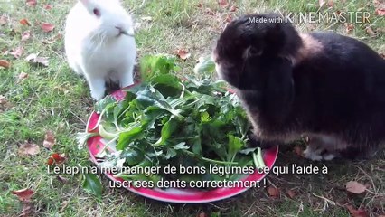 Connaissez vous la vraie vie du lapin ?