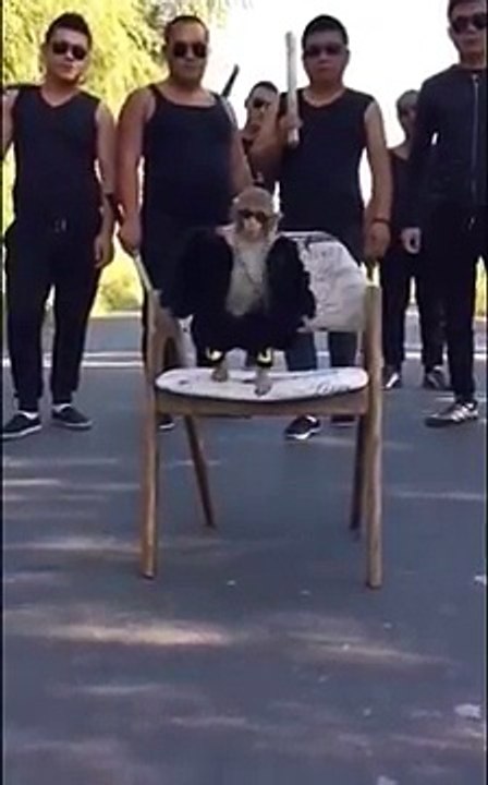 Gangster monkey slow motion style