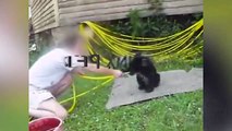 Cute Bear Cub aby Bears Playing [Funn