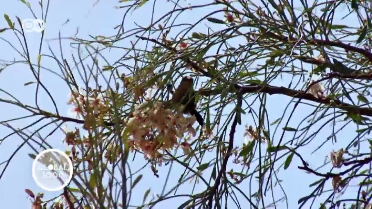 Global Ideas: detener el avance del desierto | Global 3000