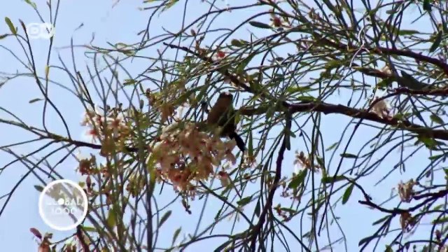 Global Ideas: detener el avance del desierto | Global 3000