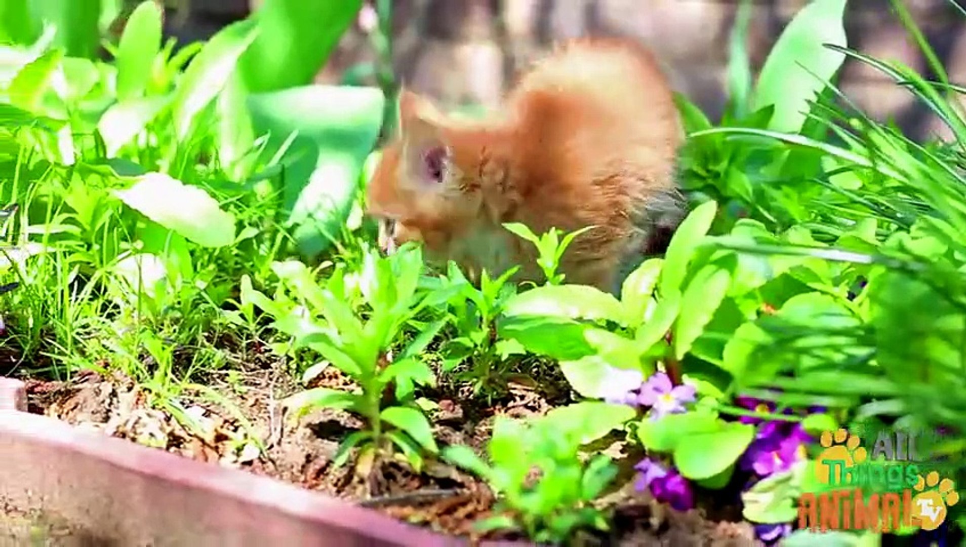 CRANwals for children. Kids videos. Kindergarten   Preschool l