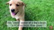 Dog Facts You Didn t Know