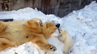 Cute Bear Cubs  Funny Baby Bears Playing [Funnws]