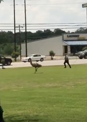 Emu Causes Havoc in Rainsville, Alabama