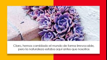 ¡DEBES VERLO! - Armando Iachini - La naturaleza encuentra su camino