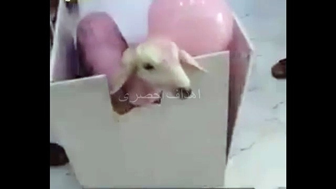 شاب اراد ان يهدى حبيبته هديا شاهد المفاجأة هدية تهدى لاول مرة