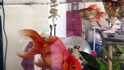 Injured pet fish is able to swim again after receiving a floating harness